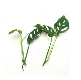 2x Monstera Adansonii (swiss Cheese) Cutting W/ Node 1 - 2 Leaves Rare Houseplant
