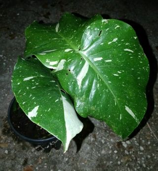 Variegated Monstera Deliciosa Borsigiana - Fully Rooted,  Potted Plant.  Very Rare