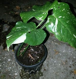 Variegated Monstera Deliciosa Borsigiana - Fully Rooted,  Potted Plant.  VERY RARE 3