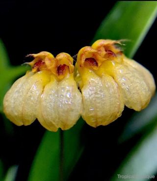 Compot: Bulbophyllum Corolliferum Aureum Rare Color Form Compact Orchid Species