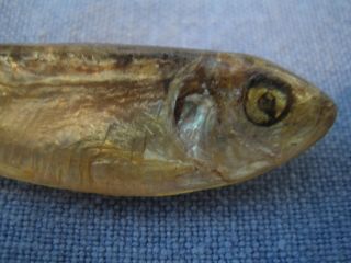 Fish art pin,  REAL MINNOW in plastic,  signed K.  Loeber in 1981,  perfect,  gift 3
