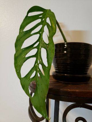 Monstera Epipremnoides / Obliqua Rare Aroid Philodendron Not Variegated