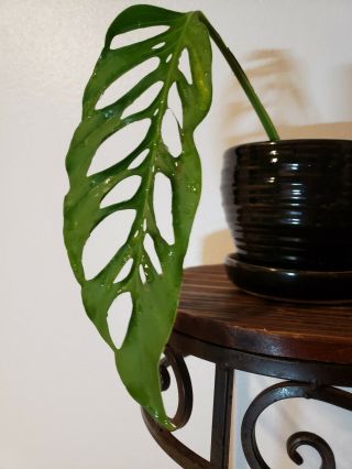 Monstera Epipremnoides / Obliqua RARE Aroid Philodendron not variegated 2