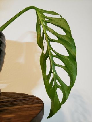 Monstera Epipremnoides / Obliqua RARE Aroid Philodendron not variegated 3