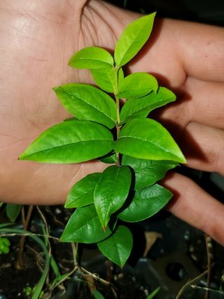 Plinia Phitrantha,   Otto Andersen (branca Vinho) " Rare Jabuticaba Tree Seedling