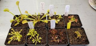Rare Carnivorous Venus Flytrap Plant Group 5