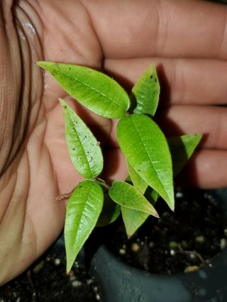 Rare Plinia.  Sp " Watermelon " (branca Rajada) Jaboticaba Seedling