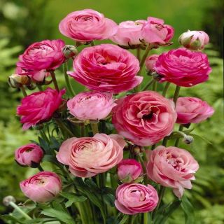 Ranunculus Pink 6 Flower Bulbs Perennial Rare Flowers Resistant Fragrant Balcony