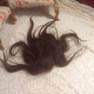 13 - 1/2 " Circumference Antique Dark Brown Human Hair Doll Wig - Needs Tlc