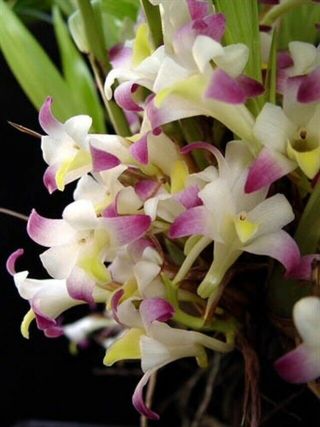 Large Coelia Bella Bothriochilus Rare Orchid Plant Species Fragrant In Bud