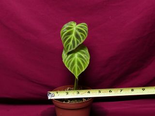 Philodendron Verrucosum Mini Rare Velvet Aroid Terrarium Plant 3