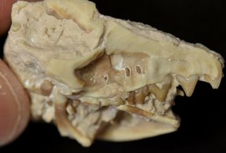Rare Early Weasel,  Ictops,  Leptictis Skull,  Fossil,  Badlands,  South Dakota,  I201