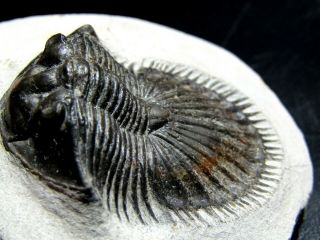 Top -,  Rare Trilobite.  Devonian.  Thysanopeltis.  Morocco Nº83