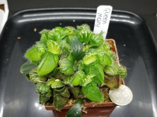 Rare Cephalotus Follicularis Carnivorous Plant " Queen Mary "