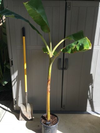 Musa Mysore Banana Plant Rare (rooted Corm W/ Stem Trimmed To Fit Usps Tube)
