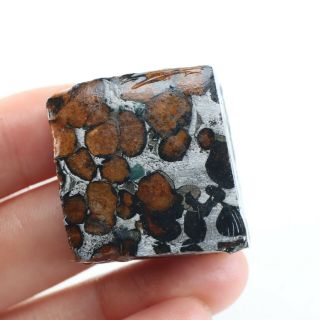 50g Rare Slices Of Kenyan Pallasite Olive Hexagonal Meteorite A4297