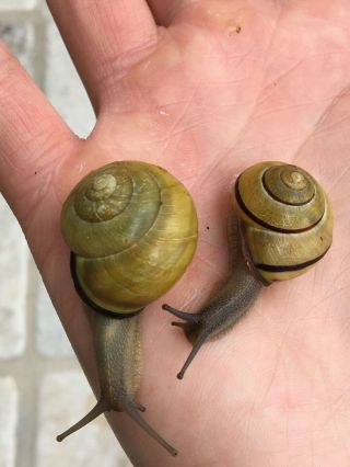 (3) Rare Live Yellow Pet Land Snails,  Bonus Grove Snail / Brown - Lipped Snail