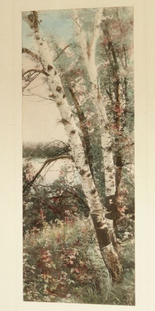 ANTIQUE HAND TINTED PHOTOGRAPH SIGNED LAMSON TITLED LAKE BIRCHES CIRCA 1900 2