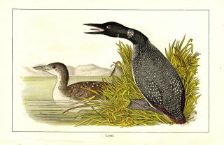 Rare 1897 Antique Bird Print Loon Details