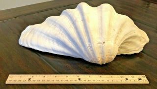 Natural Clam Shell Sea Shell Tridacna Gigas Large Giant Rare 2