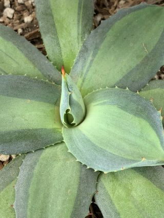 Agave Parryi Huatchucensis Excelsior - Variegated Rare Succulent Plant 6 Inch