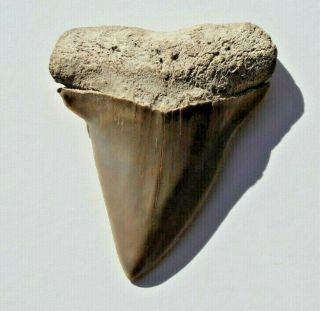 Rare Fossil Mako Shark Tooth Isurus (xiphodon?) Hastalis 2 1/4 " North Carolina