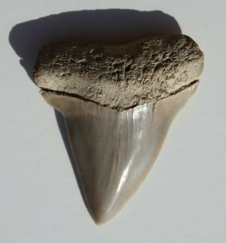 Rare Fossil Mako Shark Tooth Isurus (Xiphodon?) hastalis 2 1/4 