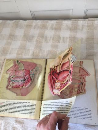 Antique Wernet Dental Book Medical Anatomy Color Plates Illustrations Columbia U 2