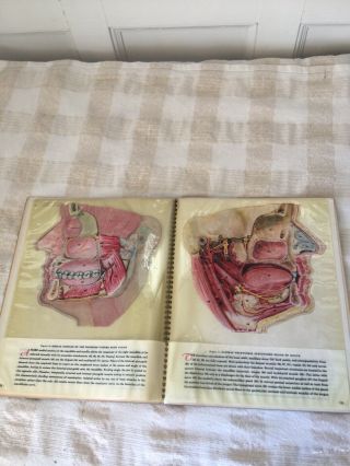Antique Wernet Dental Book Medical Anatomy Color Plates Illustrations Columbia U 3