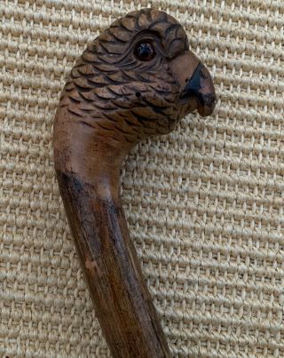 Rare Antique Carved Parrot Wooden Walking Cane Stick C.  1890