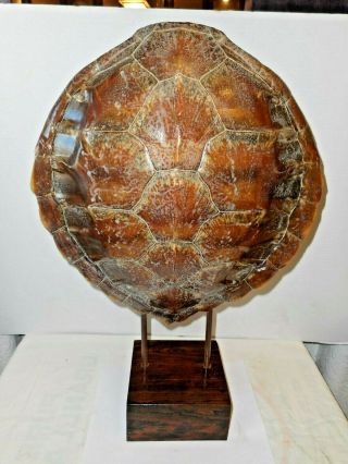 Rare Large Antique Taxidermy Snapping Turtle Shell