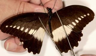 Papilionidae Papilio Fuelleborni Fuelleborni Rare From Tanzania