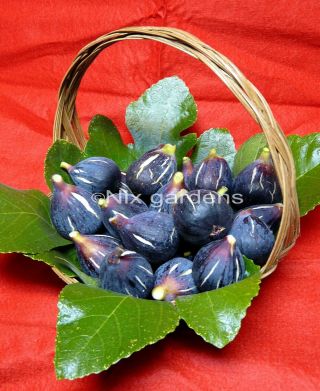 Rare " Lebanese Black/purple Fig Tree " (2) Cuttings - Vigorous & Prolific