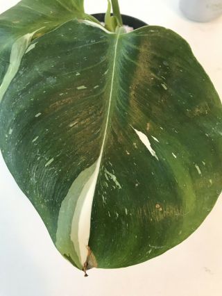 Rare Variegated Philodendron White Wizard - Aroid - Philodendron - Monstera
