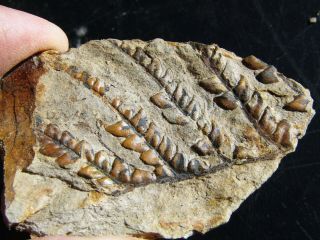 Top - Plate With Rare Fern.  Pecopteris Sp.  Carboniferous.  Nºaa9