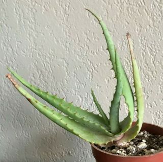 Aloe Globuligemma Rare Succulent Plant Not Cactus