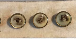 Rare Boxed Set 6 Anitque Enamel ? Waistcoat Buttons Depicting Various Dog Types