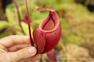 Nepenthes Orbiculata Seed Grown Rare