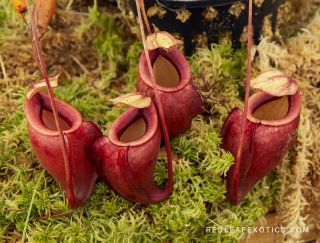 Nepenthes orbiculata SEED GROWN RARE 2