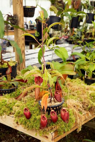 Nepenthes orbiculata SEED GROWN RARE 3