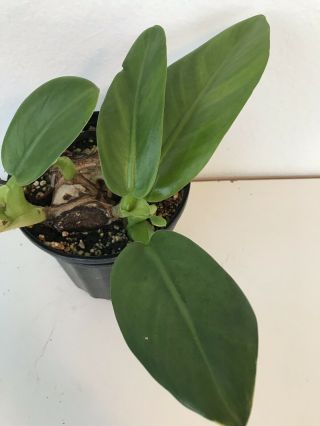 Philodendron Martianum Rare Aroid Potted Plant Monstera