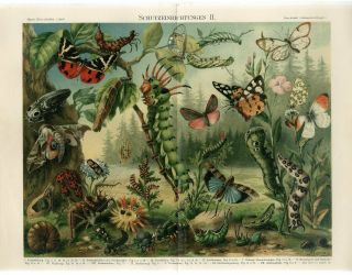 1895 Butterfly Grasshopper Beetles Bugs Antique Chromolithograph Print H.  Morin
