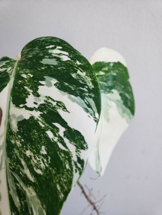 Variegated Monstera Albo Borsigiana Rare Philodendron Aroid Rooted Cutting