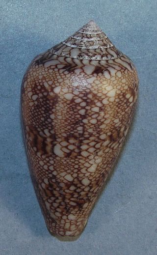 Conus Textile Textilinus 49.  74mm Rare Specimen Nuku Hiva,  Marquesas