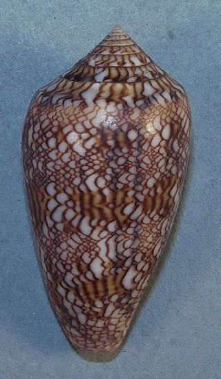 Conus Textile Archiepiscopus 48.  24mm Choice Rare Specimen Tulear,  Madagas