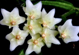 B19 Rare Hoya Linearis Wax Plant 20” Longest 2 Strands Easy And Cute ❤️
