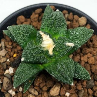 142 Ariocarpus Fissuratus Cv Godzilla Rare Seeding (never Graft)