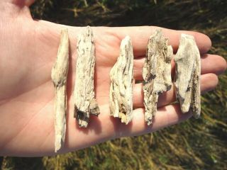 5 Rare Florida Petrified Wood Twig Fossils Branch Stick Bark Agatized Fossil Fl