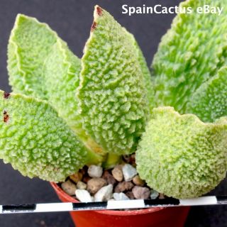 Adromischus Marianiae Cv.  Limax Arion King Size Hybrid Rare Succulent Plant 29/9