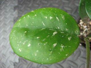 Rare Hoya Obviata Live Plant 3.  5 " Pot White Splashed Leaves